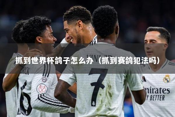 抓到世界杯鸽子怎么办（抓到赛鸽犯法吗）